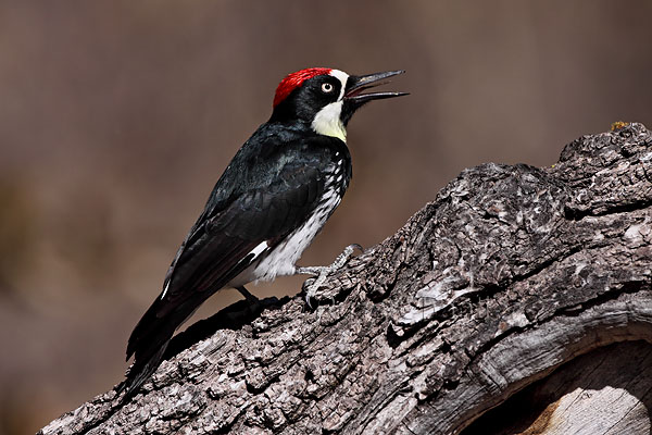 Acorn Woodpecker © Russ Chantler